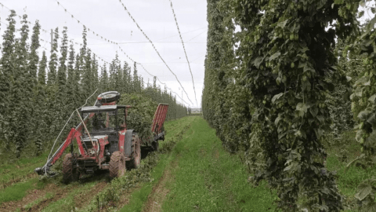 Visite d'une exploitation de houblon [Mittelschaeffolsheim]