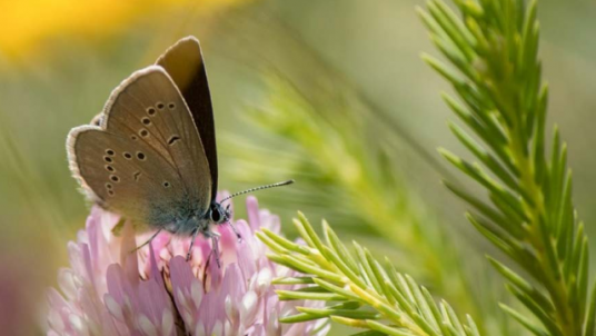 Réflexions sur la biodiversité après 50 ans d'entomologie de terrain