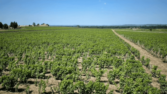 Week-end Rallye touristique dans le Sauternais